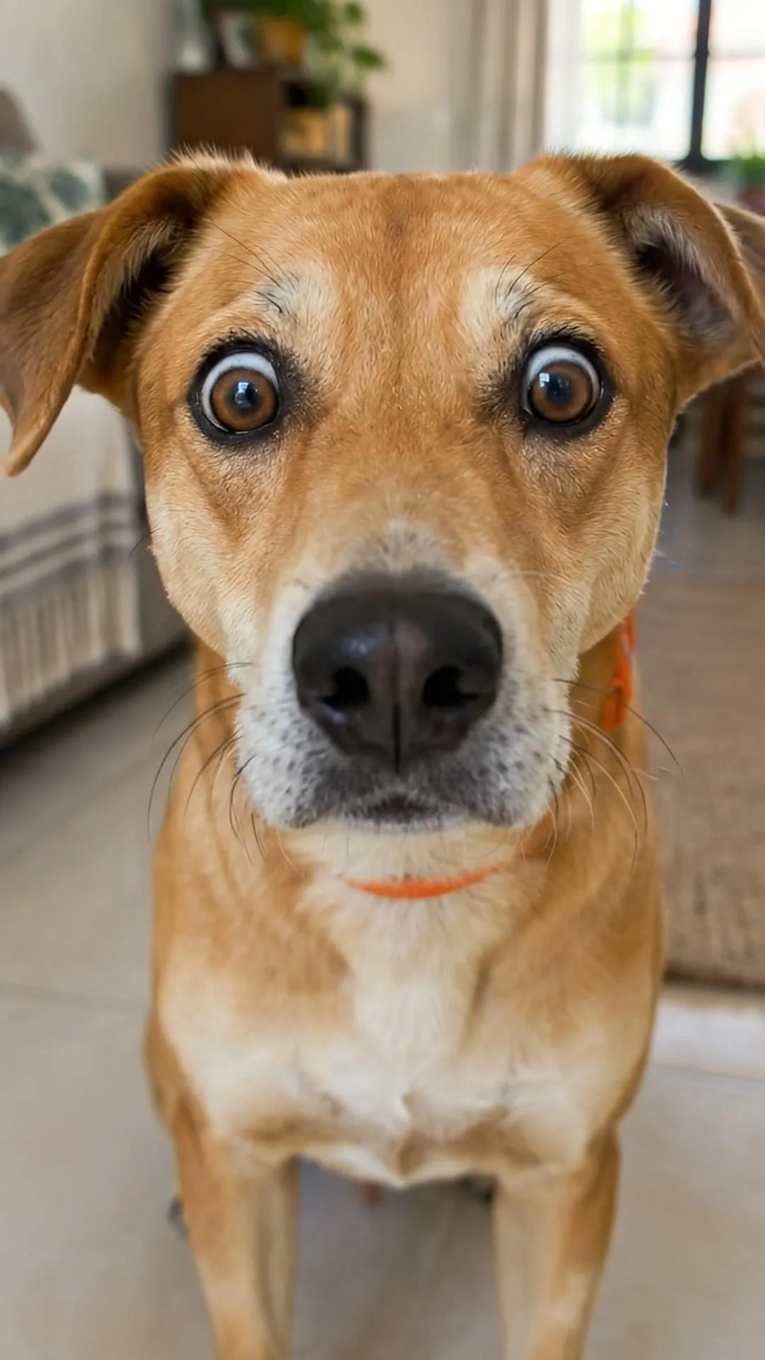Caramelo em close, de olhos arregalados